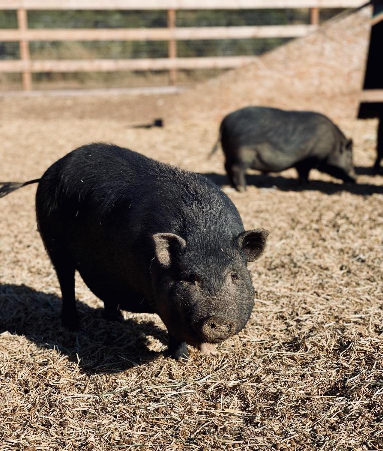 Rustic Farm Stay Τεμέκουλα
 Εξωτερικό φωτογραφία