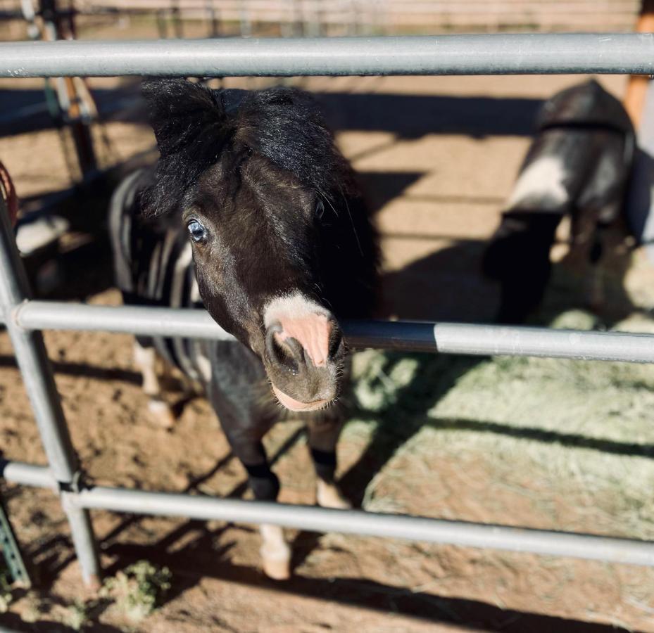 Rustic Farm Stay Τεμέκουλα
 Εξωτερικό φωτογραφία